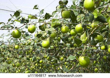 Stock Photo - "Taiwan, Pingtung, Date". Fotosearch