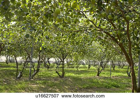 Stock Photo - "Taiwan, Pingtung, Date". Fotosearch