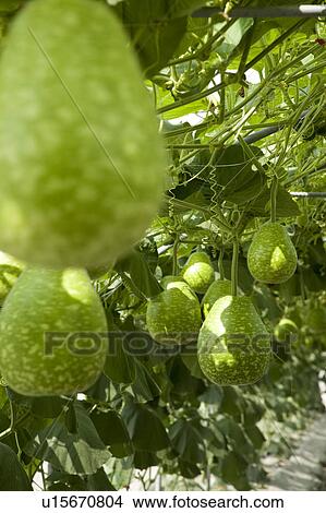 Picture - "Taiwan, Pingtung, Gourd". Fotosearch
