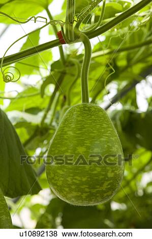 Stock Photo - "Taiwan, Pingtung, Gourd". Fotosearch