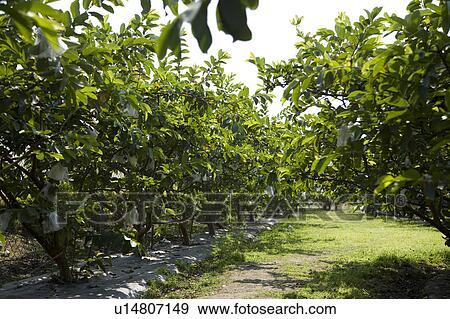 Stock Photo - "Taiwan, Pingtung, Guava". Fotosearch
