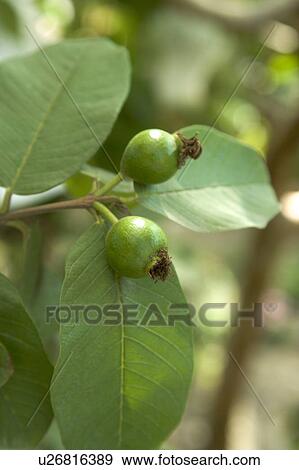 "Taiwan, Pingtung, Guava" View Large Photo Image Stock Photo - "Taiwan, Pingtung, Guava". Fotosearch
