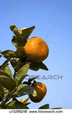 Stock Photo - "Taiwan, Pingtung, Orange". Fotosearch