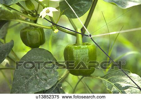 "Taiwan, Pingtung, Pepper, Bell Pepper, Green Bell Pepper" View Large Photo Image Stock Photography - "Taiwan, Pingtung, Pepper, Bell Pepper, Green Bell Pepper". Fotosearch