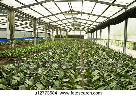 "Taiwan, Pingtung, Phalaenopsis" View Large Photo Image Picture - "Taiwan, Pingtung, Phalaenopsis". Fotosearch
