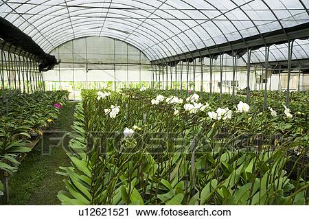 "Taiwan, Pingtung, Phalaenopsis" View Large Photo Image Stock Image - "Taiwan, Pingtung, Phalaenopsis". Fotosearch