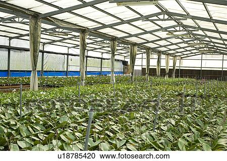 "Taiwan, Pingtung, Phalaenopsis" View Large Photo Image Stock Image - "Taiwan, Pingtung, Phalaenopsis". Fotosearch