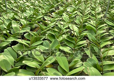 "Taiwan, Pingtung, Phalaenopsis" View Large Photo Image Stock Photo - "Taiwan, Pingtung, Phalaenopsis". Fotosearch