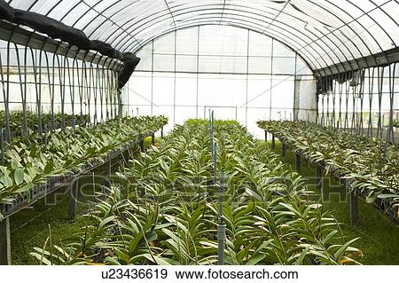 Stock Photo - "Taiwan, Pingtung, Phalaenopsis". Fotosearch