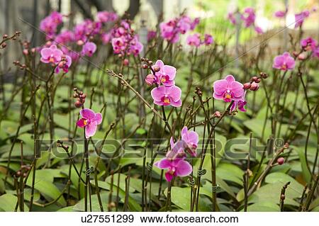 Stock Photo - "Taiwan, Pingtung, Phalaenopsis". Fotosearch