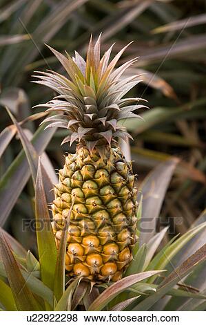 Stock Photo - "Taiwan, Pingtung, Pineapple". Fotosearch