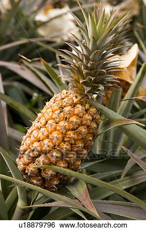 Stock Photograph - "Taiwan, Pingtung, Pineapple". Fotosearch