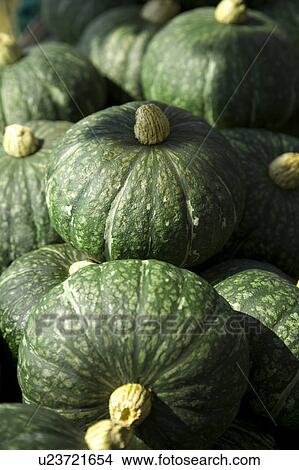 "Taiwan, Pingtung, Squash, Pumpkin, Zucchini" View Large Photo Image Picture - "Taiwan, Pingtung, Squash, Pumpkin, Zucchini". Fotosearch