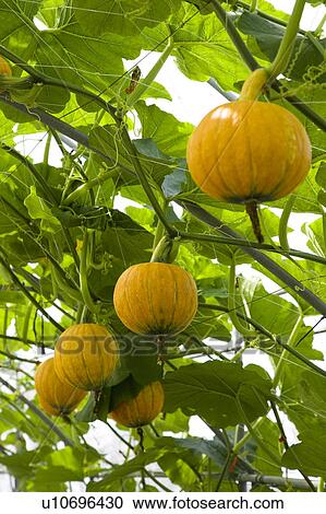 "Taiwan, Pingtung, Squash, Pumpkin, Zucchini" View Large Photo Image Stock Image - "Taiwan, Pingtung, Squash, Pumpkin, Zucchini". Fotosearch