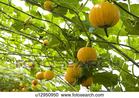 Stock Image - "Taiwan, Pingtung, Squash, Pumpkin, Zucchini". Fotosearch