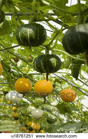 "Taiwan, Pingtung, Squash, Pumpkin, Zucchini" View Large Photo Image Stock Image - "Taiwan, Pingtung, Squash, Pumpkin, Zucchini". Fotosearch