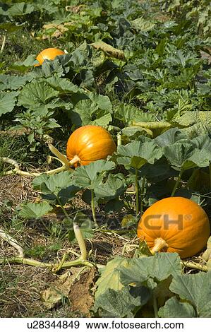 Stock Photo - "Taiwan, Pingtung, Squash, Pumpkin, Zucchini". Fotosearch