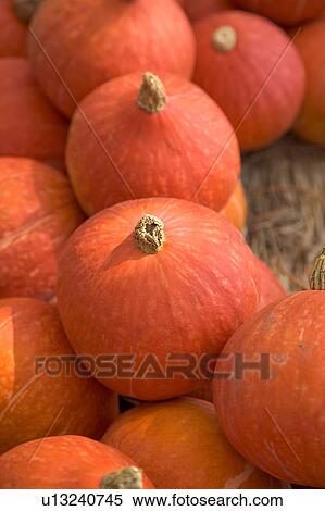 "Taiwan, Pingtung, Squash, Pumpkin, Zucchini" View Large Photo Image Stock Photography - "Taiwan, Pingtung, Squash, Pumpkin, Zucchini". Fotosearch