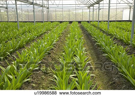 "Taiwan, Pingtung, Star of Bethlehem" View Large Photo Image Stock Photo - "Taiwan, Pingtung, Star of Bethlehem". Fotosearch