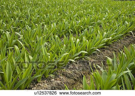 Stock Photograph - "Taiwan, Pingtung, Star of Bethlehem". Fotosearch