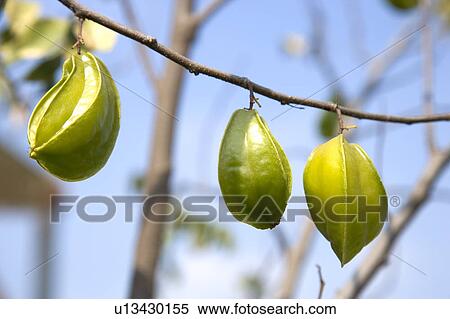 "Taiwan, Pingtung, Starfruit" View Large Photo Image Stock Photography - "Taiwan, Pingtung, Starfruit". Fotosearch