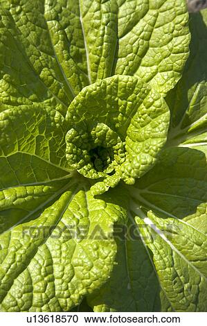 Stock Image - "Taiwan, Pingtung". Fotosearch