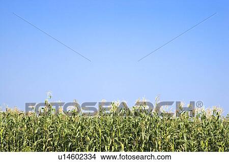 "Taiwan, Pingtung, Sweetcorn" View Large Photo Image Picture - "Taiwan, Pingtung, Sweetcorn". Fotosearch