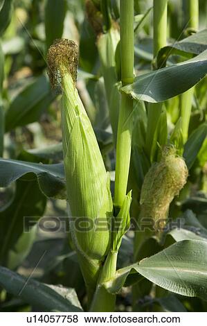 Stock Photo - "Taiwan, Pingtung, Sweetcorn". Fotosearch
