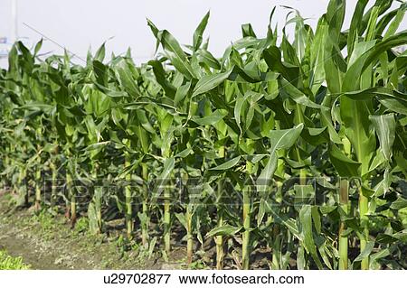"Taiwan, Pingtung, Sweetcorn" View Large Photo Image Stock Photo - "Taiwan, Pingtung, Sweetcorn". Fotosearch