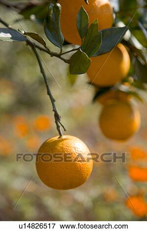"Taiwan, Taipei, Orange" View Large Photo Image Stock Photo - "Taiwan, Taipei, Orange". Fotosearch