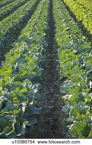 Picture - "Taiwan, Taoyuan, Cabbage". Fotosearch