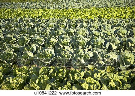 Stock Image - "Taiwan, Taoyuan, Cabbage". Fotosearch
