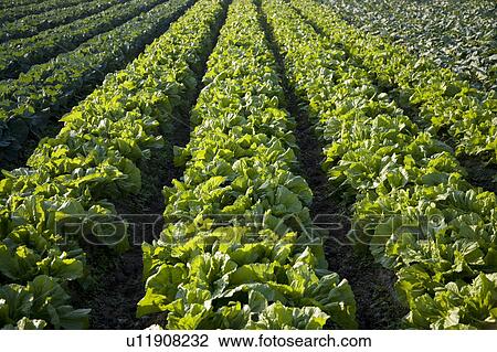 Stock Image - "Taiwan, Taoyuan, Cabbage". Fotosearch