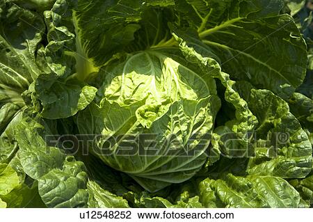 Stock Image - "Taiwan, Taoyuan, Cabbage". Fotosearch