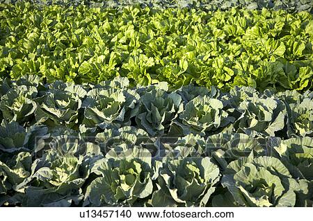 "Taiwan, Taoyuan, Cabbage" View Large Photo Image Stock Image - "Taiwan, Taoyuan, Cabbage". Fotosearch