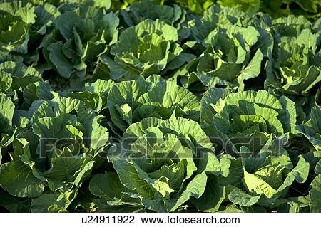 "Taiwan, Taoyuan, Cabbage" View Large Photo Image Stock Image - "Taiwan, Taoyuan, Cabbage". Fotosearch