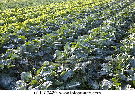"Taiwan, Taoyuan, Cabbage" View Large Photo Image Stock Photo - "Taiwan, Taoyuan, Cabbage". Fotosearch