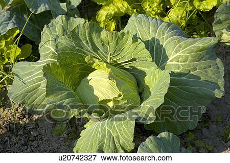 Stock Photo - "Taiwan, Taoyuan, Cabbage". Fotosearch