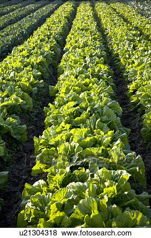Stock Photo - "Taiwan, Taoyuan, Cabbage". Fotosearch