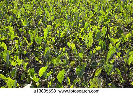"Taiwan, Taoyuan, Taro" View Large Photo Image Stock Photo - "Taiwan, Taoyuan, Taro". Fotosearch