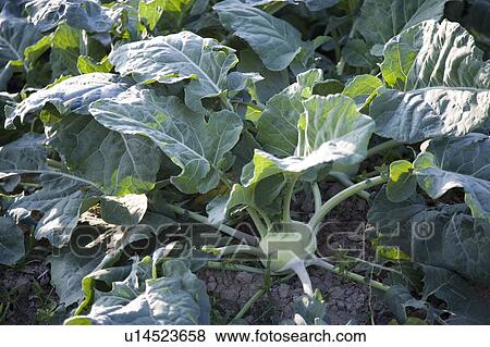 Stock Photo - "Taiwan, Taoyuan, turnip". Fotosearch
