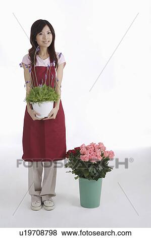 Stock Photo - Female florist holding potted plant. Fotosearch