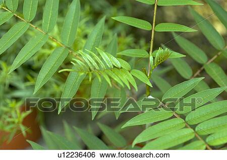 Stock Photograph - Ailanthus Prickly-ash. Fotosearch