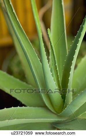 Aloe View Large Photo Image Stock Photo - Aloe. Fotosearch