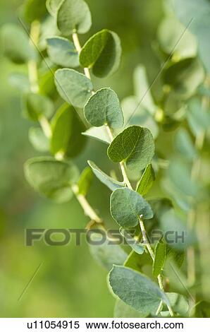 Apple Eucalyptus View Large Photo Image Stock Photography - Apple Eucalyptus. Fotosearch