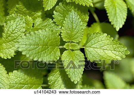Stock Image - Balm. Fotosearch