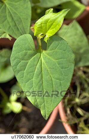 Stock Image - Chameleon Plant. Fotosearch