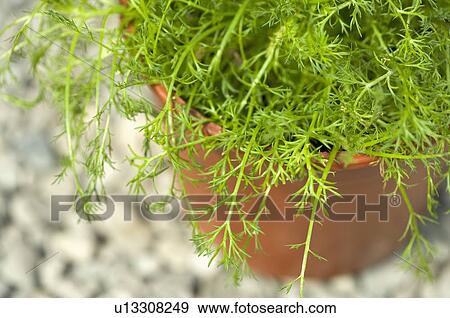 Chamomile Plant View Large Photo Image Stock Photo - Chamomile Plant. Fotosearch