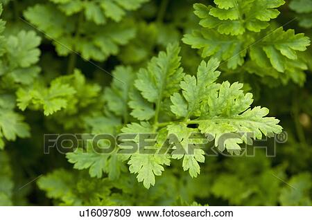 Chamomile Plant View Large Photo Image Stock Photo - Chamomile Plant. Fotosearch