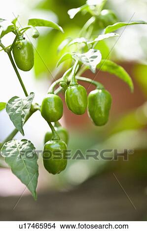 Picture - Chili Pepper. Fotosearch